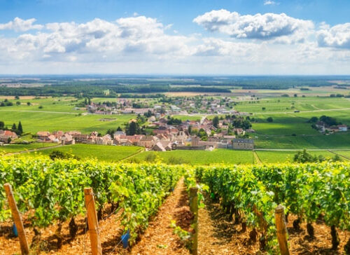 Lezione 13 – Vitivinicoltura in Francia II