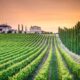 Corso Sommelier secondo livello lezione 7 ais sicilia
